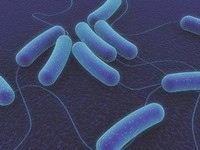 vi khuẩn và vi khuẩn cổ Flashcards - Quizizz