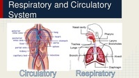 the circulatory and respiratory systems - Class 8 - Quizizz