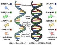 estructura y replicación del adn - Grado 12 - Quizizz