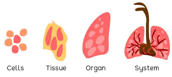 Levels of Organization of Life