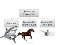 Locomoción de los animales