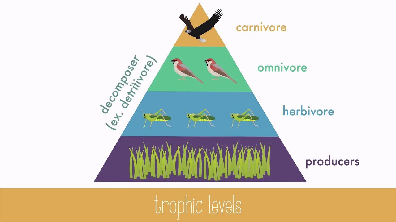 Trophic Levels Questions & Answers For Quizzes And Tests - Quizizz