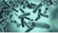 bacterias y arqueas - Grado 4 - Quizizz