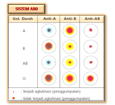 PR Persilangan Golongan Darah Pada Manusia | 84 Memainkan | Quizizz