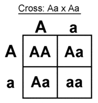 genetic variation Flashcards - Quizizz