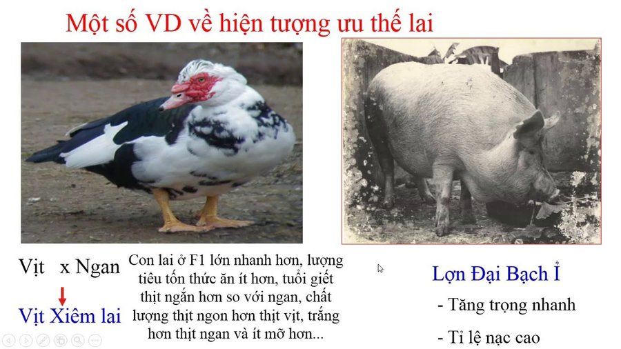 Hiện Tượng Ưu Thế Lai: Bí Mật Đằng Sau Sự Phát Triển Vượt Trội