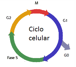 o ciclo celular e a mitose Flashcards - Questionário