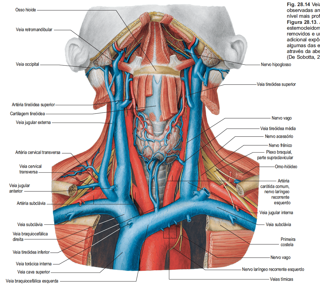 Anatomia Humana Quizzes