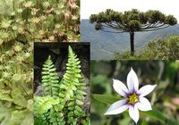 biología vegetal Tarjetas didácticas - Quizizz