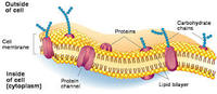 the cell membrane Flashcards - Quizizz