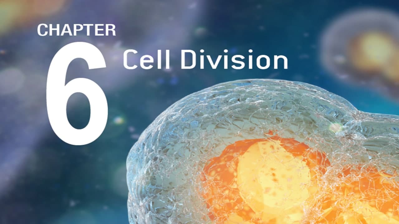 cell division - Class 1 - Quizizz