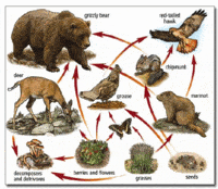 food chain - Grade 5 - Quizizz