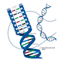 sintesis RNA dan protein - Kelas 3 - Kuis