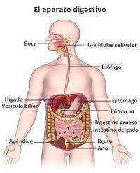 os sistemas digestivo e excretor - Série 7 - Questionário