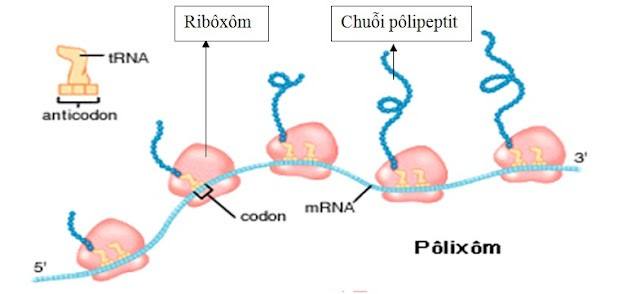 trạng thái của vật chất và lực liên phân tử - Lớp 2 - Quizizz