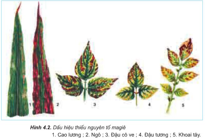 nguyên tố và hợp chất - Lớp 12 - Quizizz