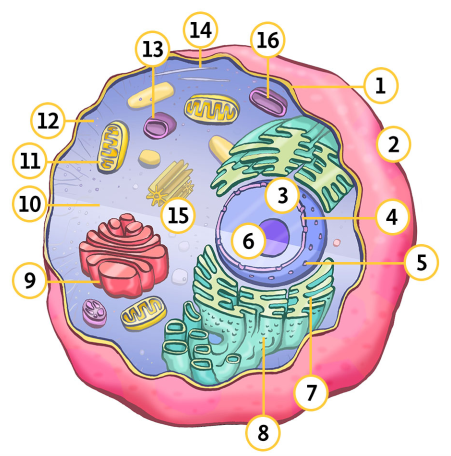 structure of a cell - Year 11 - Quizizz