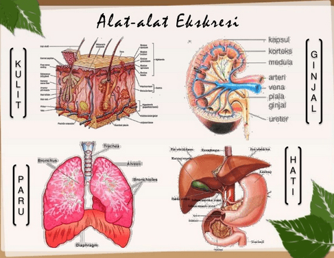 Paru-paru sebagai organ ekskresi mengeluarkan