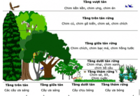 Xã hội học - Lớp 12 - Quizizz