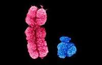 estructura cromosómica y números - Grado 11 - Quizizz