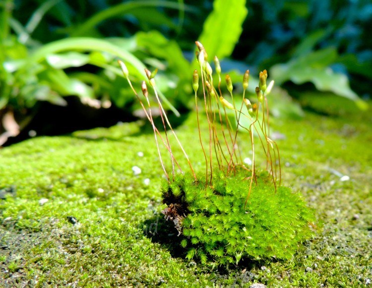 Ciri-ciri tumbuhan lumut yang tergolong dalam kelompok hepaticopsida adalah