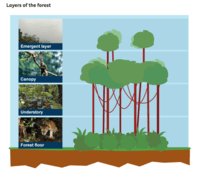 evolution and the tree of life - Year 3 - Quizizz