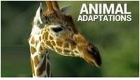 adaptaciones animales - Grado 4 - Quizizz