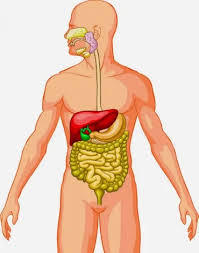 los sistemas digestivo y excretor - Grado 5 - Quizizz