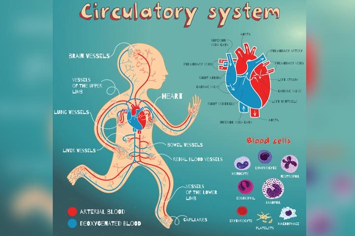 transport-system-in-humans-science-quizizz