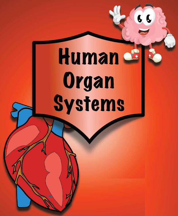 organ-systems-in-chinese-medicine-watershed-wellness-astoria