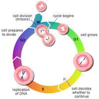 the cell cycle and mitosis - Year 10 - Quizizz