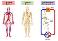 the reproductive system - Year 12 - Quizizz