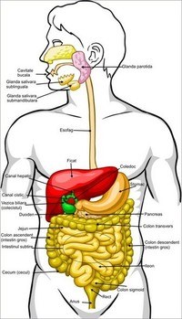 biologia comportamental Flashcards - Questionário