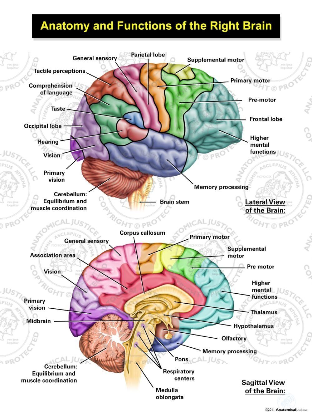 Sharp Pain In Back Right Of Brain