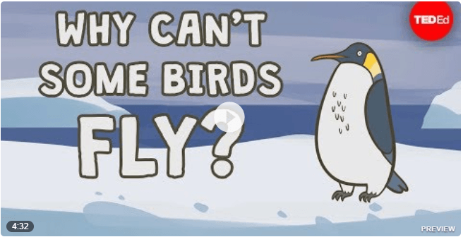 why-can-t-some-birds-fly-questions-answers-for-quizzes-and-tests