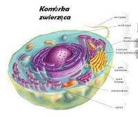 błona komórkowa - Klasa 5 - Quiz