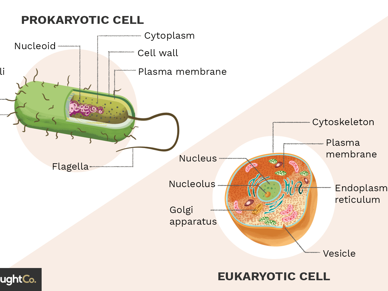 Prokaryotic Vs Eukaryotic Cells Challenge Quiz Quiz Quizizz