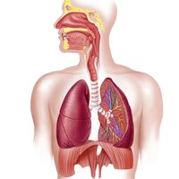 the circulatory and respiratory systems - Grade 10 - Quizizz