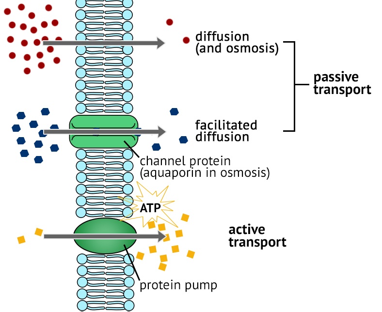 Membrane Transport | Biology - Quizizz