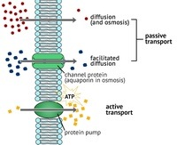 membranas y transporte - Grado 9 - Quizizz
