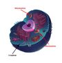 Mitochondria | Cell Structure Quiz - Quizizz