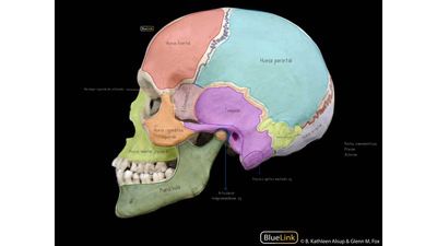 Anatomia Quizzes