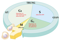 Mô hình phân số - Lớp 1 - Quizizz