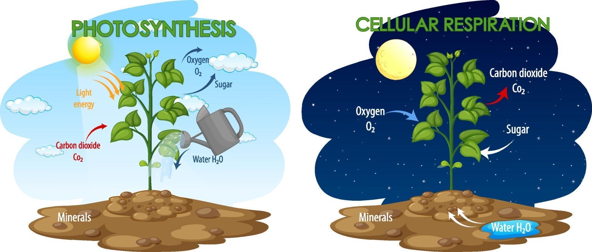 respiración celular - Grado 8 - Quizizz