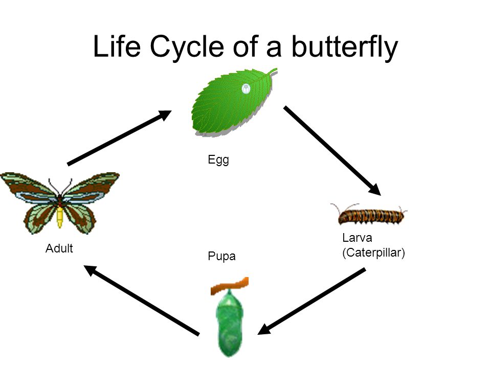 Life of a Butterfly | Quizizz