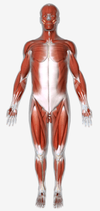 Anatomy Cards - Class 9 - Quizizz