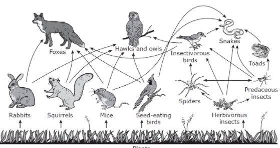 Biology EOC Review 5 - Ecology | Biology - Quizizz