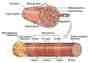 Muscle Physiology