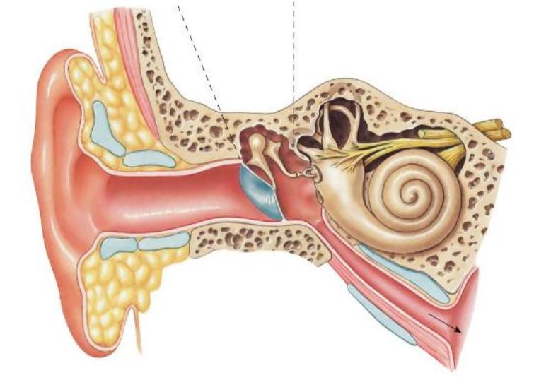 Parts of the Ear Quiz - Quizizz