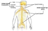 sistem saraf dan endokrin - Kelas 10 - Kuis